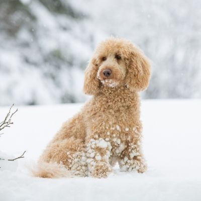 Medium Sized Poodle: Get to Know This Rare Pup - Cream colored poodle in snow