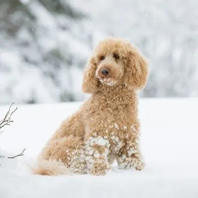 Medium Sized Poodle: Get to Know This Rare Pup - Cream colored poodle in snow