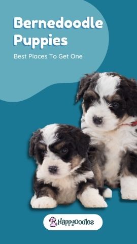 Happyoodles.com Bernedoodle best places to get one pin.  Pic of two bernedoodle pups