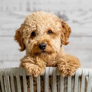Golden doodle puppy in basket