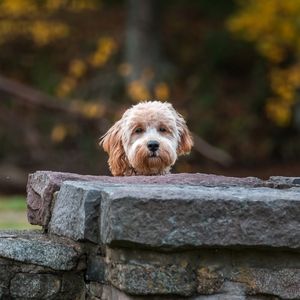 Happyoodles.com - Get to know the Mini Goldendoodle 