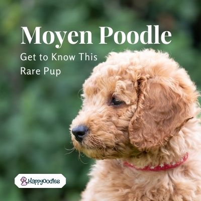 Moyen Poodle: Get to Know This Rare Pup title page - picture of light brown poodle