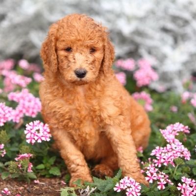 Red poodle puppy in flowers