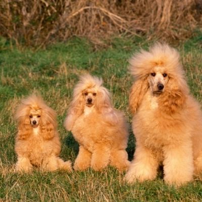 Three sizes of Poodle dogs that all look alike