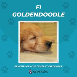 F1 Goldendoodle: Benefits of a 1st Generation Doodle