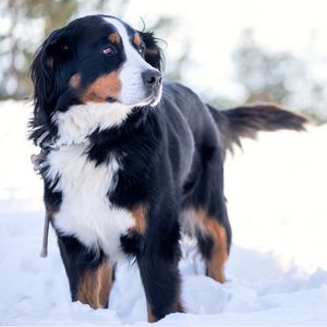 Why you Shouldn't Get a Bernedoodle - Pic of Bernese Mountain dog