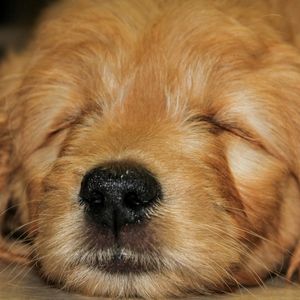 Sleeping goldendoodle puppy