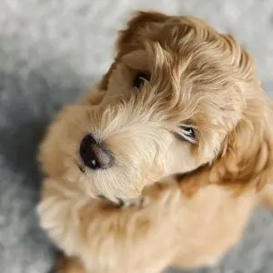 Goldendoodle with wavy hair looking up