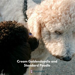 F1 Golden doodle post - Happyoodles.com Cream colored Golden doodle with dark standard poodle