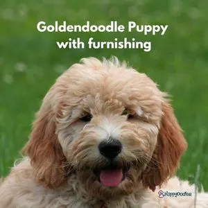 Goldendoodle puppy with furnishings 