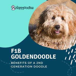 Title pic with shaggy f1b Goldendoodle 