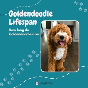 Goldendoodle Lifespan: How long do Goldendoodles live