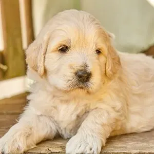 cream colored goldendoodle puppy