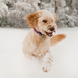 Happyoodles.com Goldendoodle lifespan - Doodle running in snow