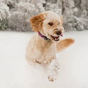 Happyoodles.com Goldendoodle lifespan - Doodle running in snow