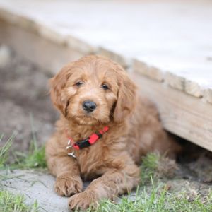 Goldendoodle Price: What Does a Goldendoodle Cost in 2023? puppy outside