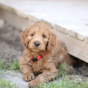 Goldendoodle Price: What Does a Goldendoodle Cost in 2023? puppy outside