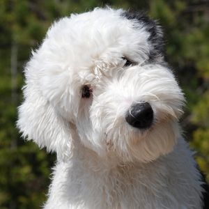Black and white Goldendoodle
