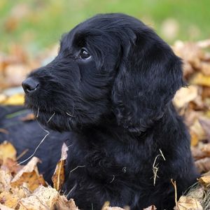 Labradoodle Rescue: 14 Best Places To Look Happyoodles.com - Black Labradoodle puppy 