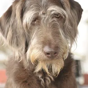 Labradoodle Rescue: 14 Best Places To Look - Happyoodles.com - Gray and blonde Labradoodle 