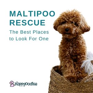 Title - Maltipoo Rescue with a pic of a Maltipoo in a basket. 