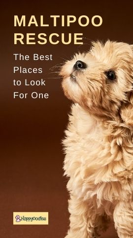Maltipoo Rescue -The best places to look for one.  Pin Happyoodles.com 