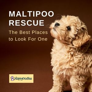 Maltipoo Rescue: The Best Places to Look For One title page-  tan puppy