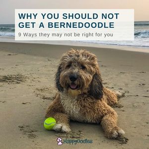 Why You Shouldn't Get a Bernedoodle - title pic Sable Bernadoodle on beach-Happyoodles.com 
