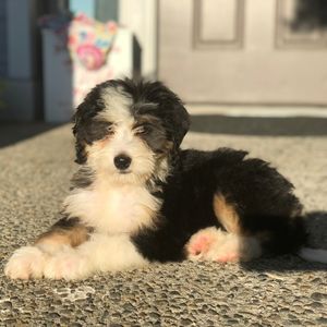 Why You shouldn't get a Bernedoodle - Puppy