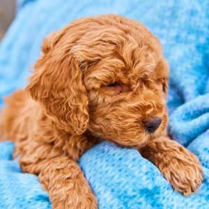 Curly Goldendoodle puppy in blue blanket
