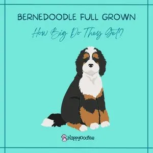 Bernedoodle Full Grown: How Big Do They Get?- Happyoodles.com graphic with a cartoon Bernedoodle against a blue background