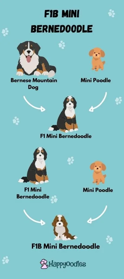 Bernedoodle Generation Chart - describes the breeding of a F1 and F1b mini berniedoodle