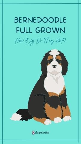 Happyoodles.com Bernedoodle Full Grown Graphic pin 
