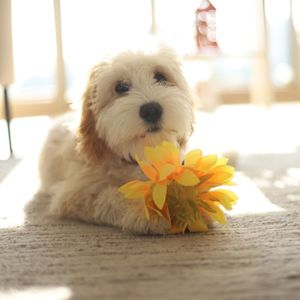 Cavapoo Full Grown: How Big Will They Get? - Adult cavapoo with flowers