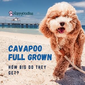 Cavapoo Full Grown: How Big Do They Get? - Happy Oodles