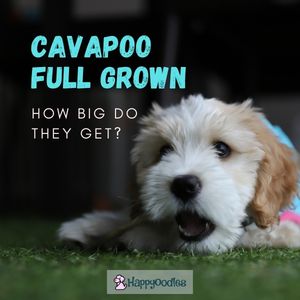 Cavapoo Full Grown: How Big Will They Get? - title pic - cavapoo puppy with chew