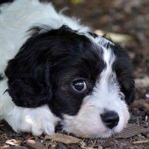 Cavapoo Full Grown: How Big Will They Get? Black and White puppy