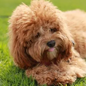 Cavoodle in Grass - 