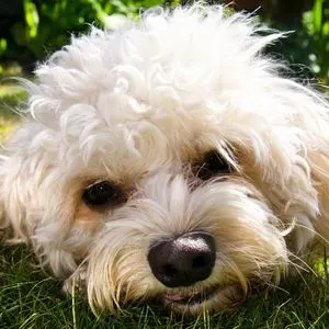 Happyoodles.com Cavadoodle Guide - Cavapoo puppy in grass