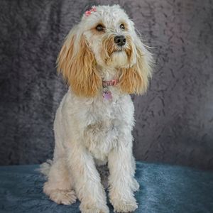 Cavadoodle sitting with bow in hair