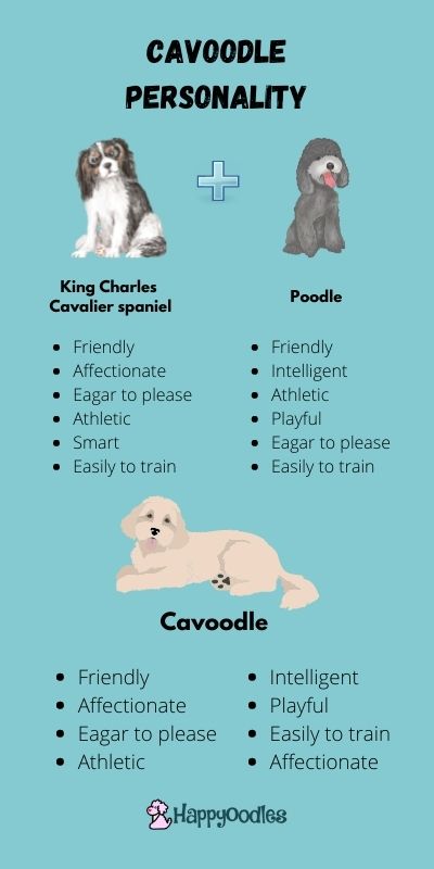 Happyoodles.com Cavoodle Personality Chart