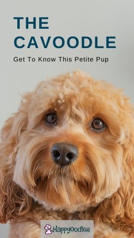 Cavoodle pinterest pin title with pic of cavapoo 