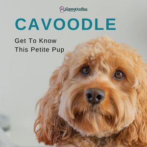Cavoodle or Cavapoo: Get To Know This Petite Pup