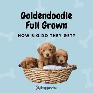 Goldendoodle Full Grown: How Big Do They Get? title page with three goldendoodle puppies in basket