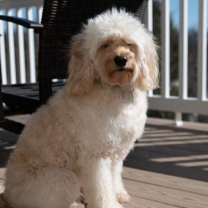 Toy Goldendoodle: Updated facts for 2023 - Happy Oodles