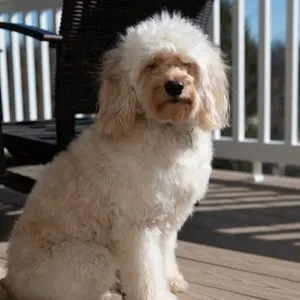 White/cream mini goldendoodle on a deck outside staring at the camera 