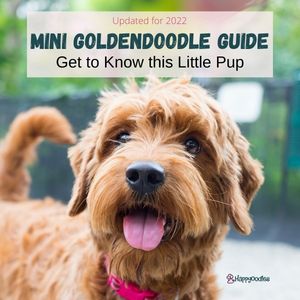 2022 Mini goldendoodle guide - Get to know this little pup. Happyoodles.com 2022