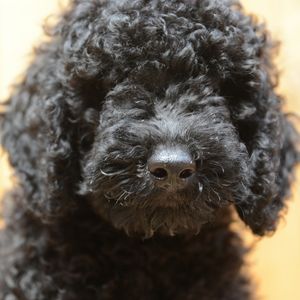 Black poodle puppy - closeup