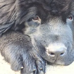 Happyoodles.com Newfypoo - Get to Know this Gentle Giant - picture of a Newfoundland dog  