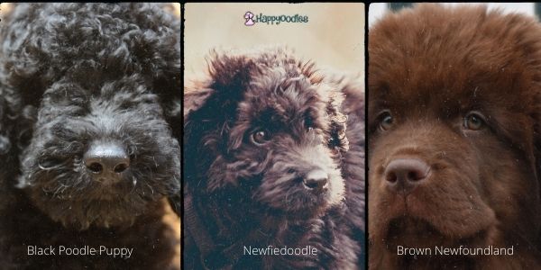 Happyoodles.com - Newfiedoodle - Pic showing a black poodle, brown Newfoundland and a brown Newfypoo in the middle.  